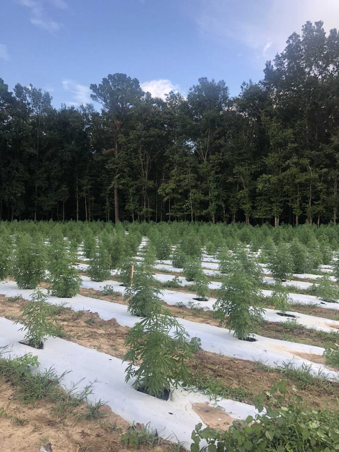 Hemp farm in Round O Walterboro Live